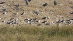 Himantopus himantopus