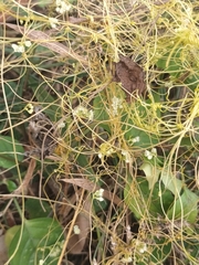 Cuscuta campestris