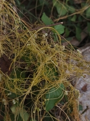 Cuscuta campestris