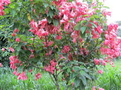 Mussaenda erythrophylla