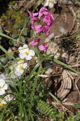 Pedicularis pyrenaica