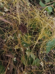 Cuscuta campestris