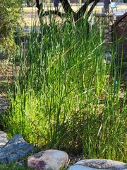 Schoenoplectus americanus