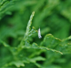 Argyresthia thuiella