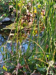 Schoenoplectus americanus