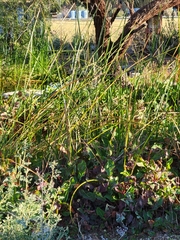 Schoenoplectus americanus