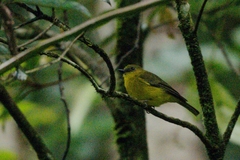 Pachycephala hypoxantha