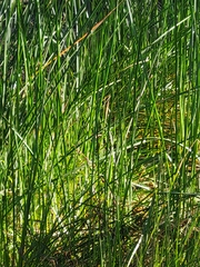 Schoenoplectus americanus