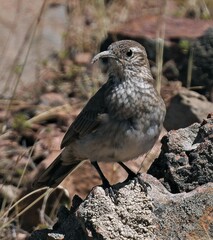 Upucerthia dumetaria