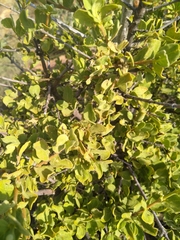 Vangueria parvifolia