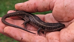 Trachylepis brauni
