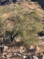 Parkinsonia microphylla