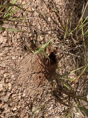 Meroles squamulosus
