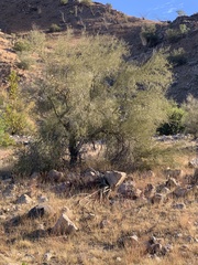 Parkinsonia microphylla