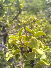 Vangueria parvifolia