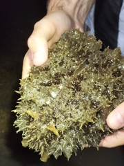 Dolabella auricularia