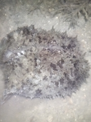 Dolabella auricularia