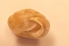 Euchemotrema fraternum