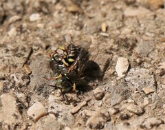 Oxybelus trispinosus