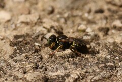 Oxybelus trispinosus