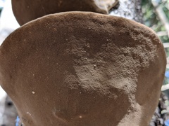 Phellinus nigricans