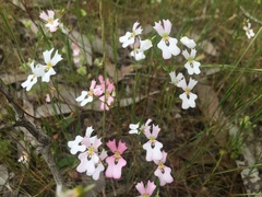 Stylidium calcaratum