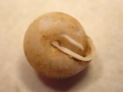 Euchemotrema fraternum