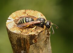 Gymnomerus laevipes