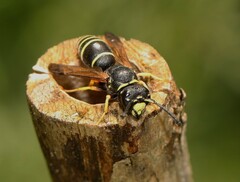 Gymnomerus laevipes