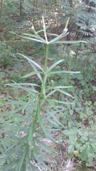 Lilium bulbiferum