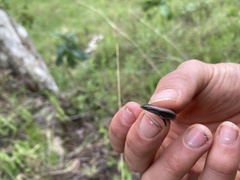 Panaspis wahlbergii