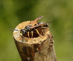 Gymnomerus laevipes