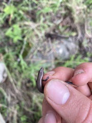 Panaspis wahlbergii