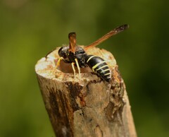 Gymnomerus laevipes