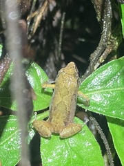 Arthroleptis xenodactyloides