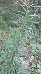 Lilium bulbiferum
