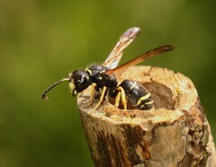 Gymnomerus laevipes
