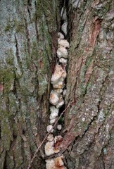 Entoloma abortivum