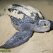 Leatherback Sea Turtle - Photo (c) Thailandecoportal.com, some rights reserved (CC BY-NC-ND)