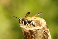 Gymnomerus laevipes