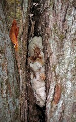 Entoloma abortivum