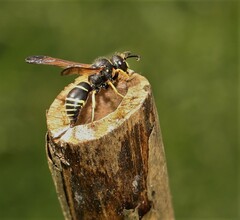 Gymnomerus laevipes