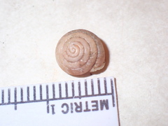 Euchemotrema fraternum