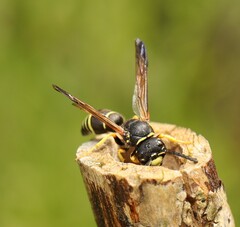 Gymnomerus laevipes