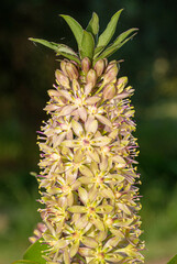 Eucomis