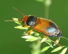 Diachromus germanus