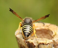 Gymnomerus laevipes