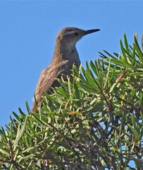 Ochetorhynchus phoenicurus