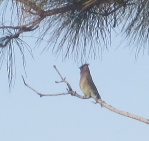 Cedar Waxwing photographed in South Carolina