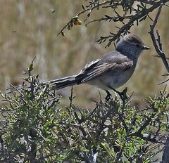 Leptasthenura aegithaloides